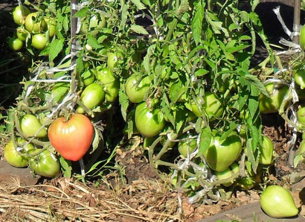 Посадка и уход за томатом сорта Севрюга в открытом грунте